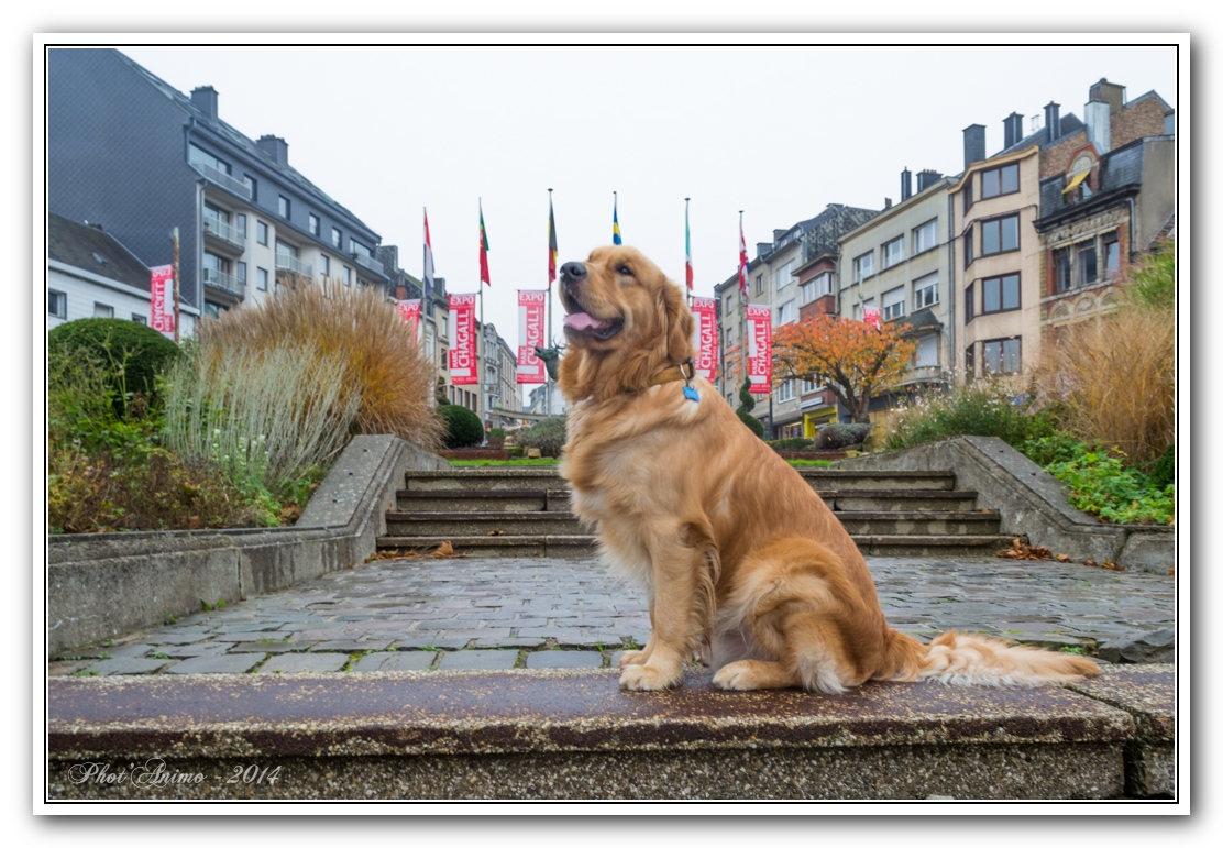 photographe pour Animaux Domestique
