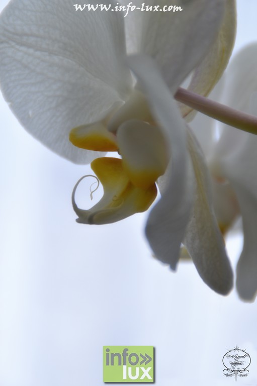 images/PORTRAITS/Martelange/DBS/DBS00042
