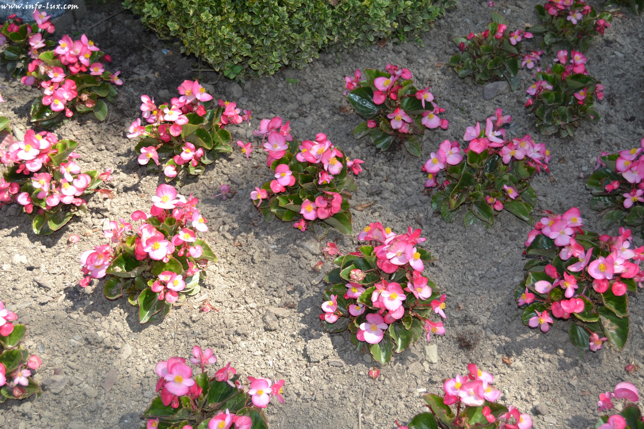 images/stories/PHOTOSREP/neufchateau/jardin1/Jardinen0011