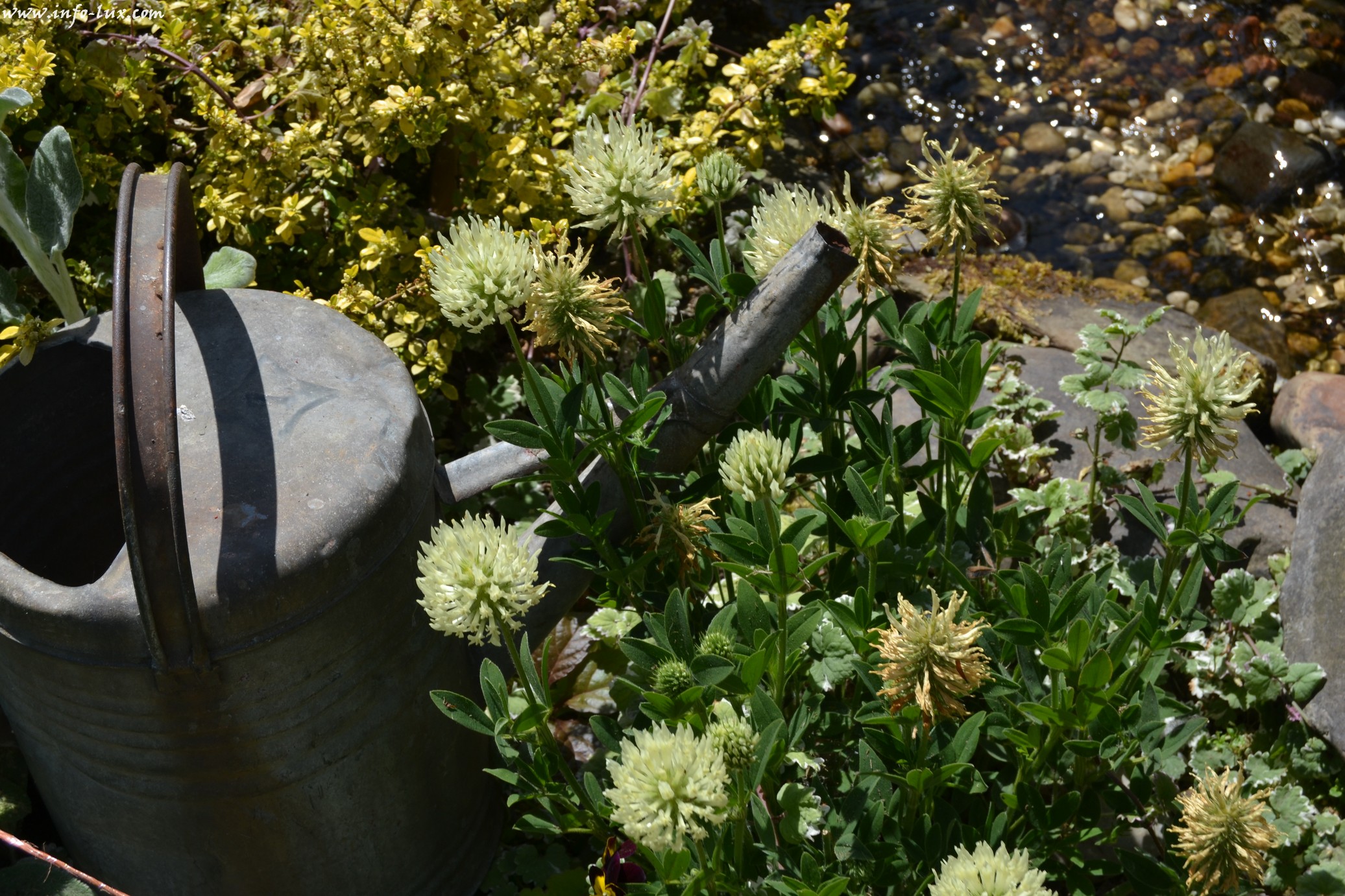 images/stories/PHOTOSREP/neufchateau/jardin1/Jardinen0014