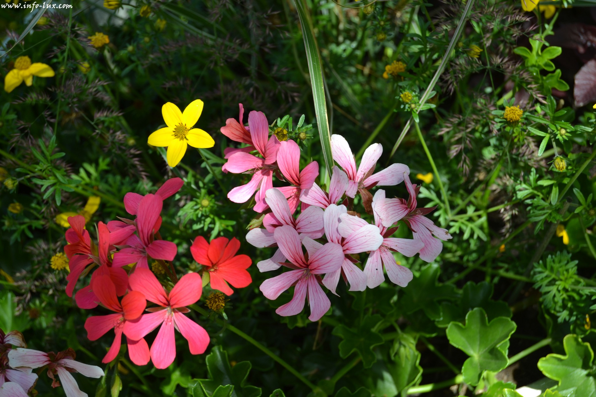 images/stories/PHOTOSREP/neufchateau/jardin1/Jardinen0024