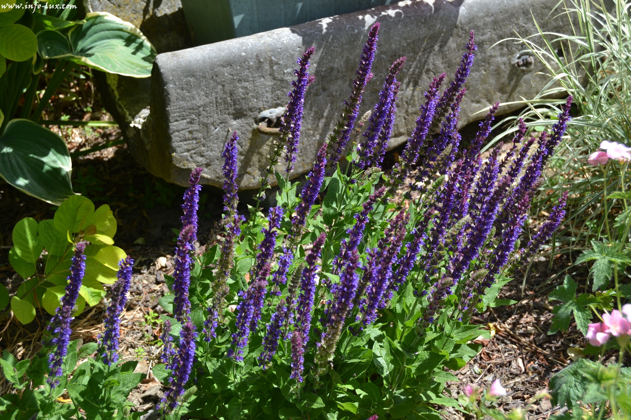 images/stories/PHOTOSREP/neufchateau/jardin1/Jardinen0031