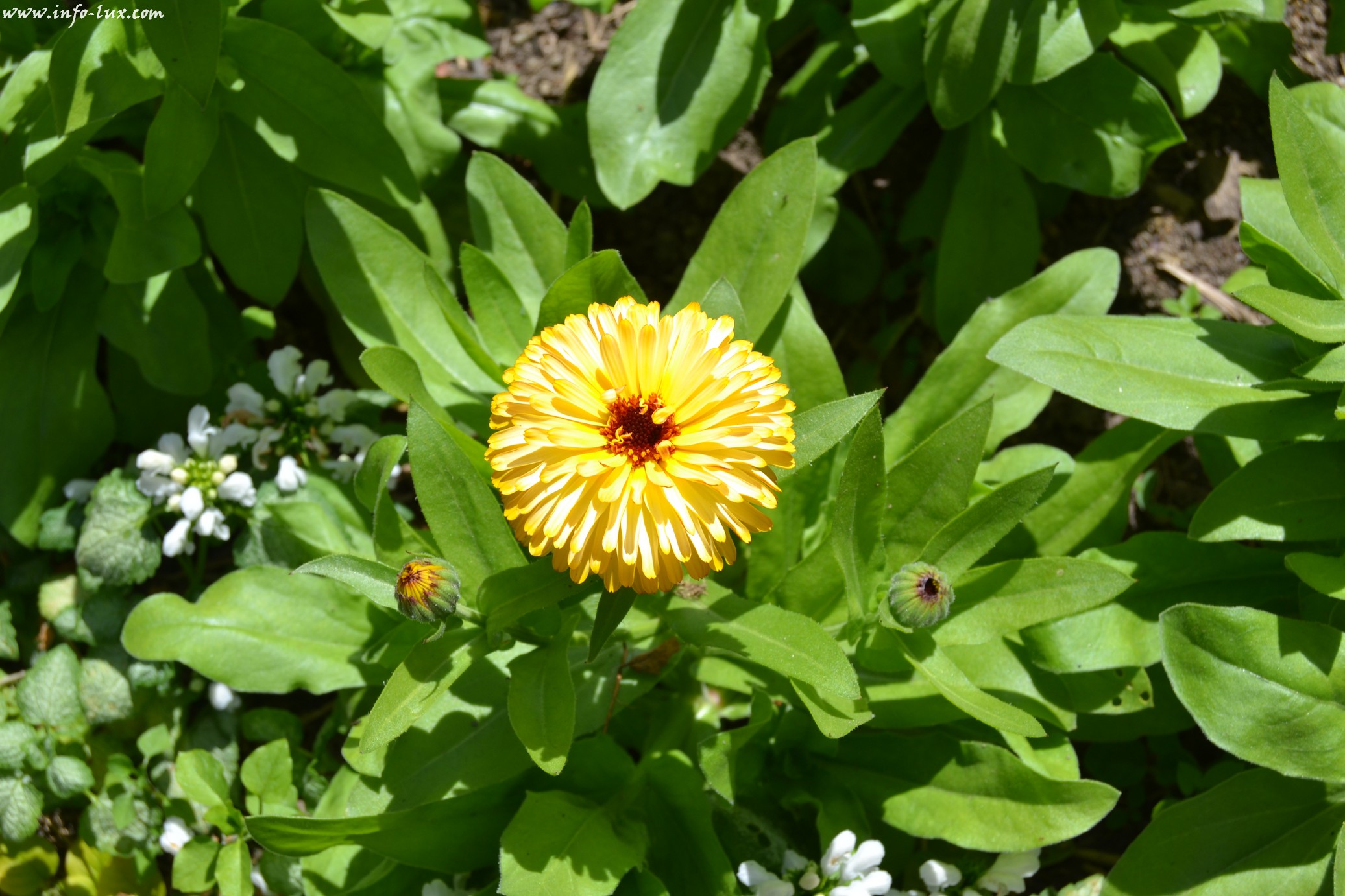 images/stories/PHOTOSREP/neufchateau/jardin1/Jardinen0033