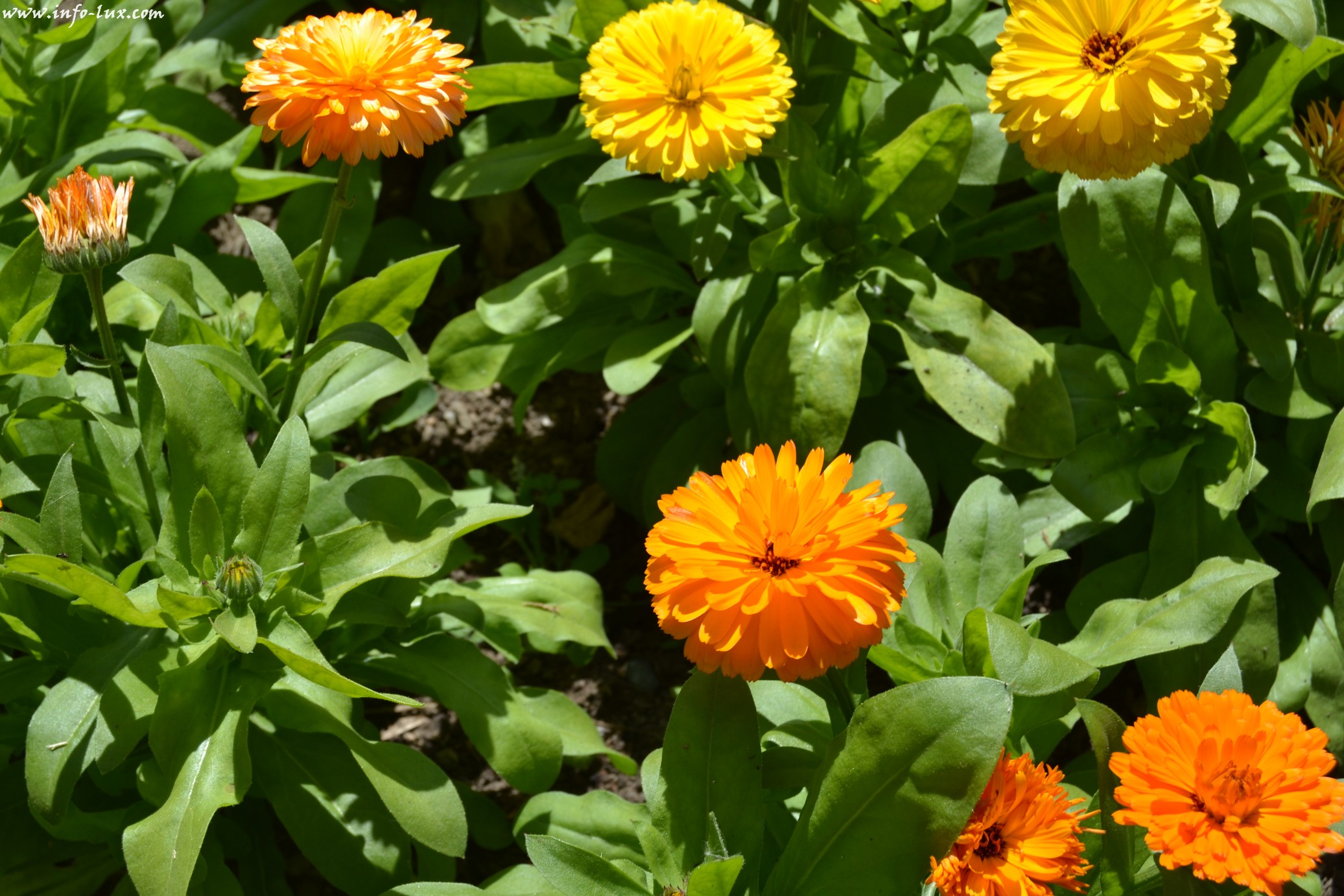 images/stories/PHOTOSREP/neufchateau/jardin1/Jardinen0034