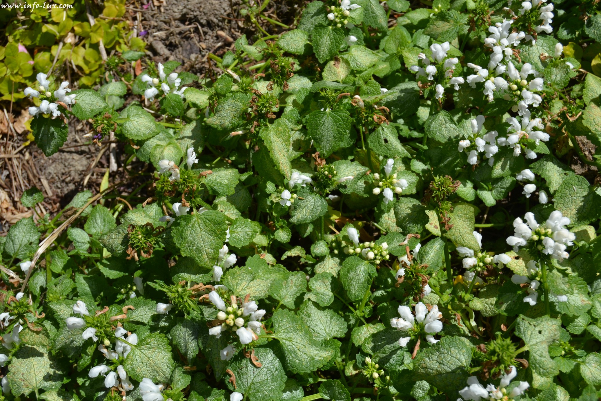 images/stories/PHOTOSREP/neufchateau/jardin1/Jardinen0035