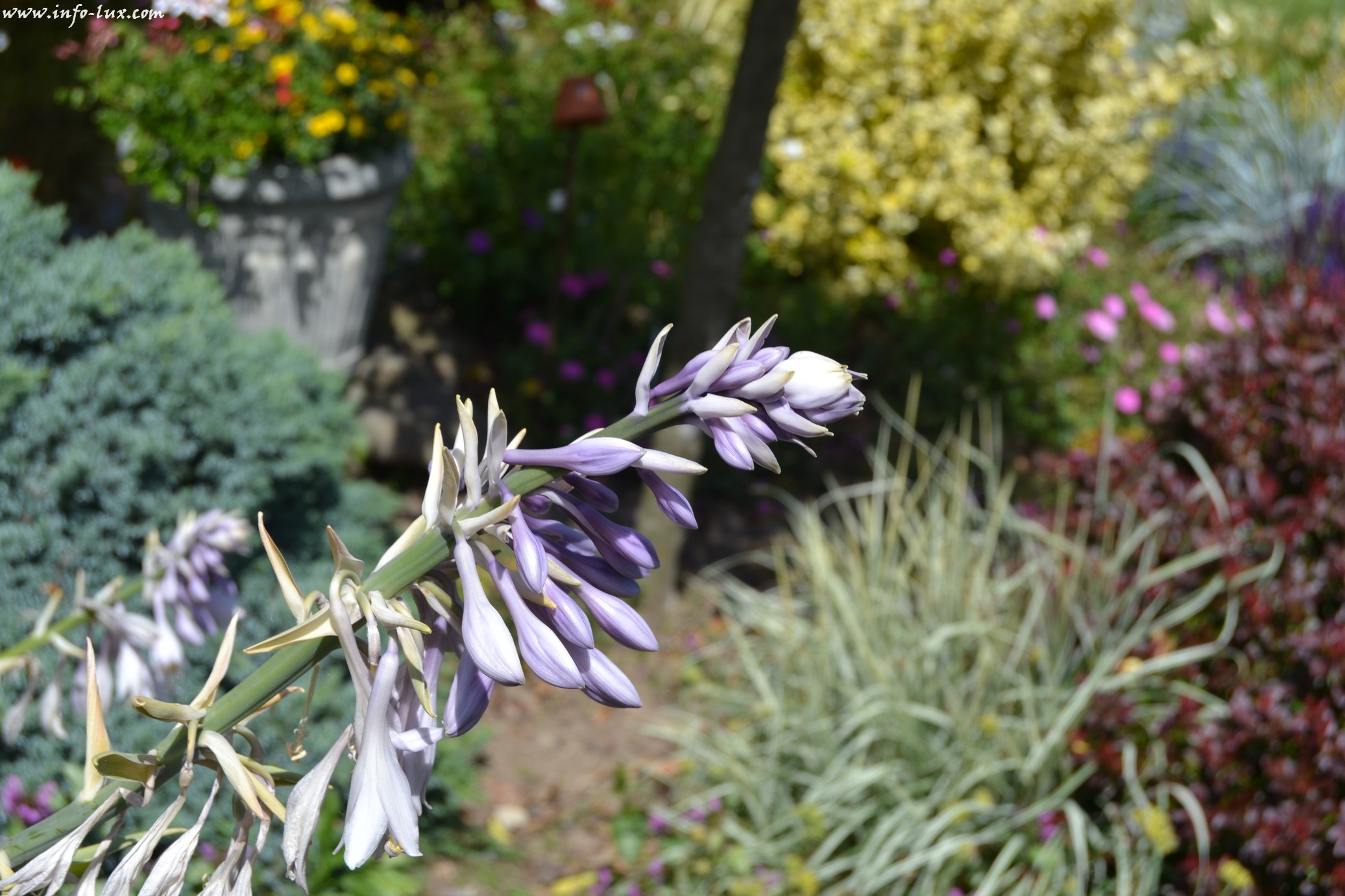 images/stories/PHOTOSREP/neufchateau/jardin1/Jardinen0039