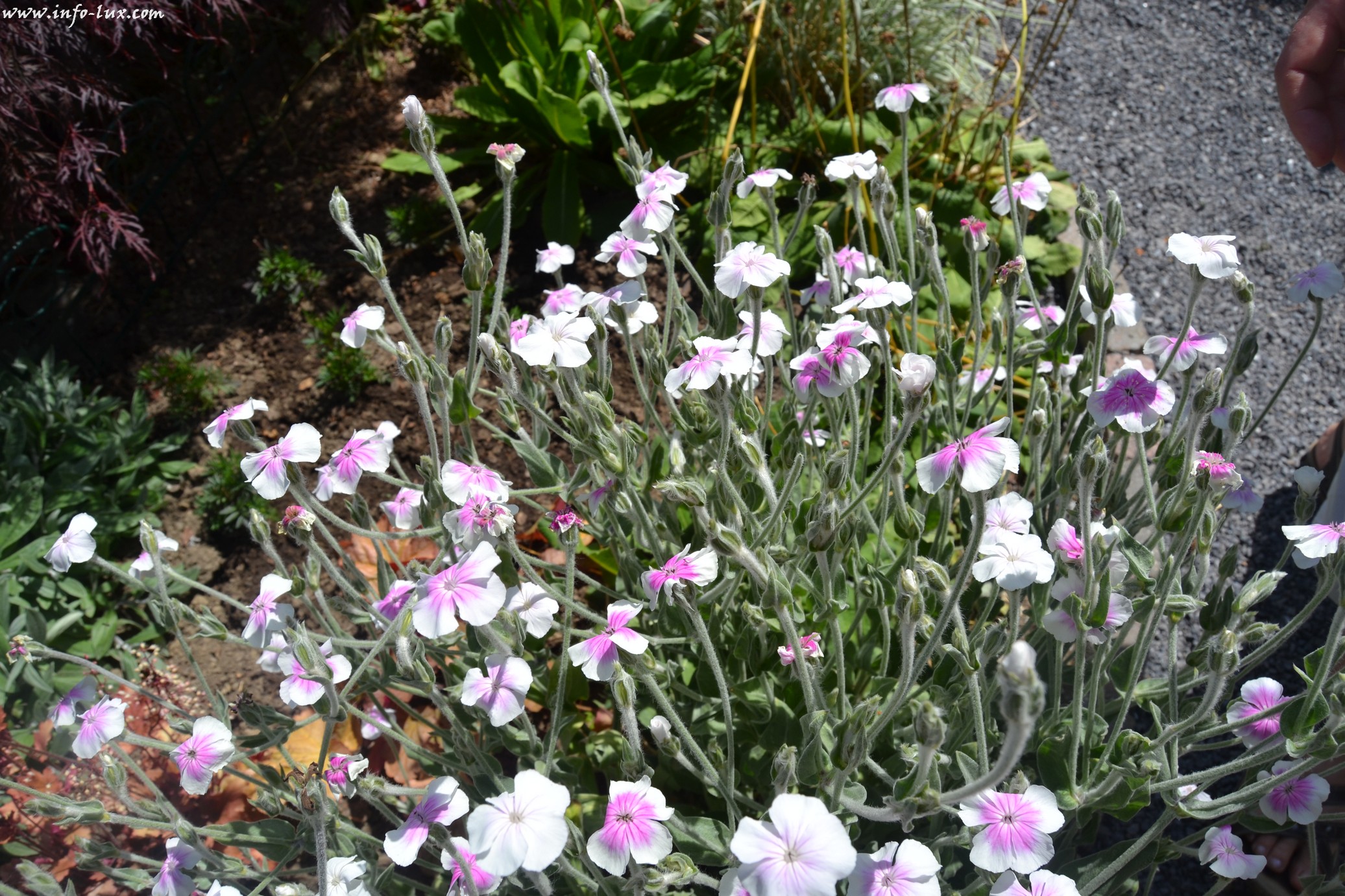 images/stories/PHOTOSREP/neufchateau/jardin1/Jardinen0040