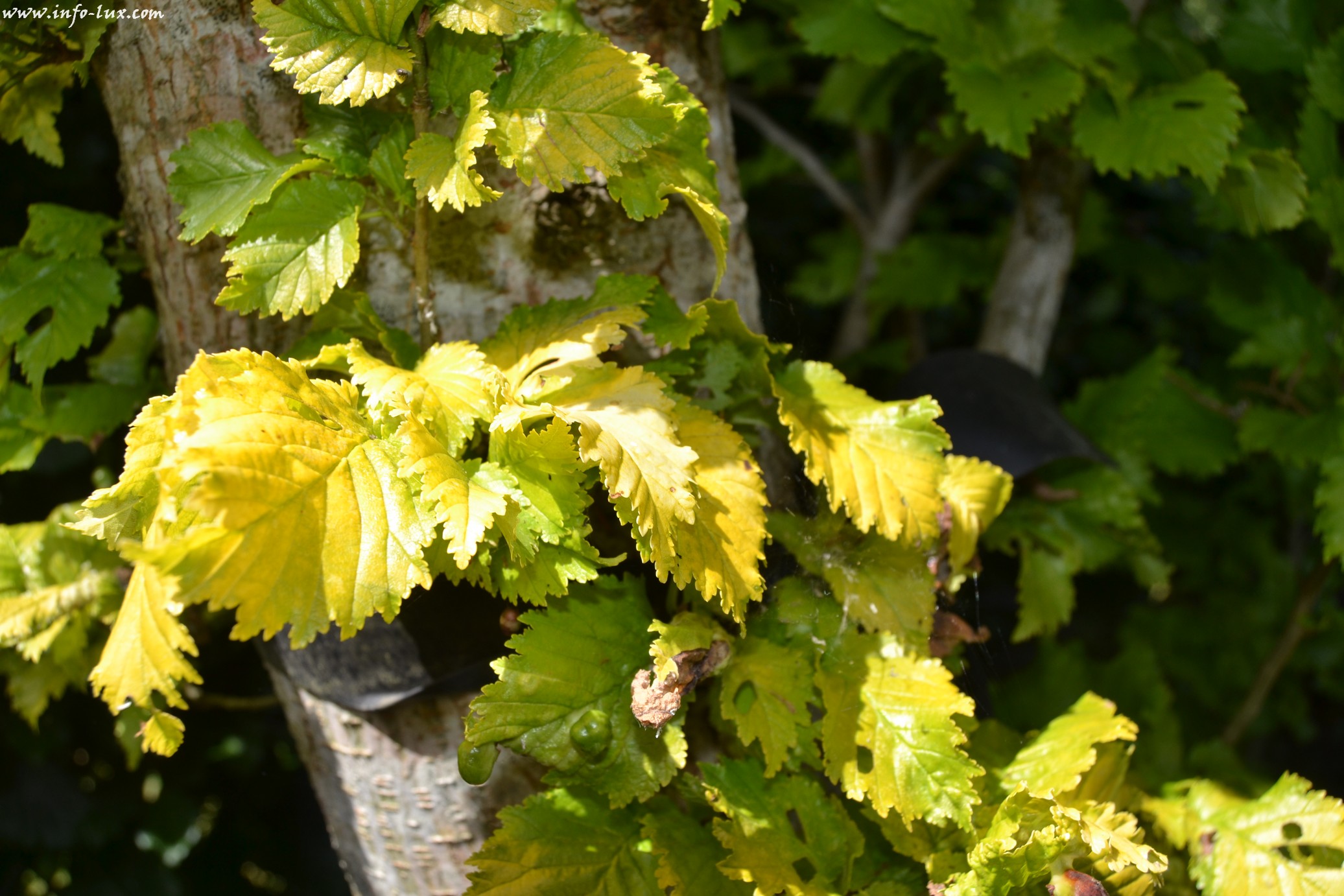 images/stories/PHOTOSREP/neufchateau/jardin1/Jardinen0041
