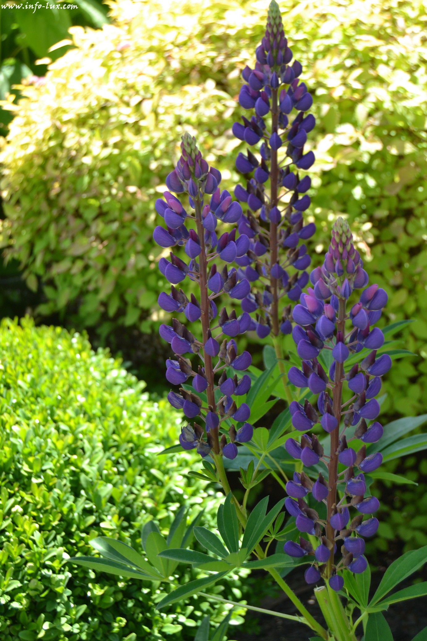 images/stories/PHOTOSREP/neufchateau/jardin1/Jardinen0043