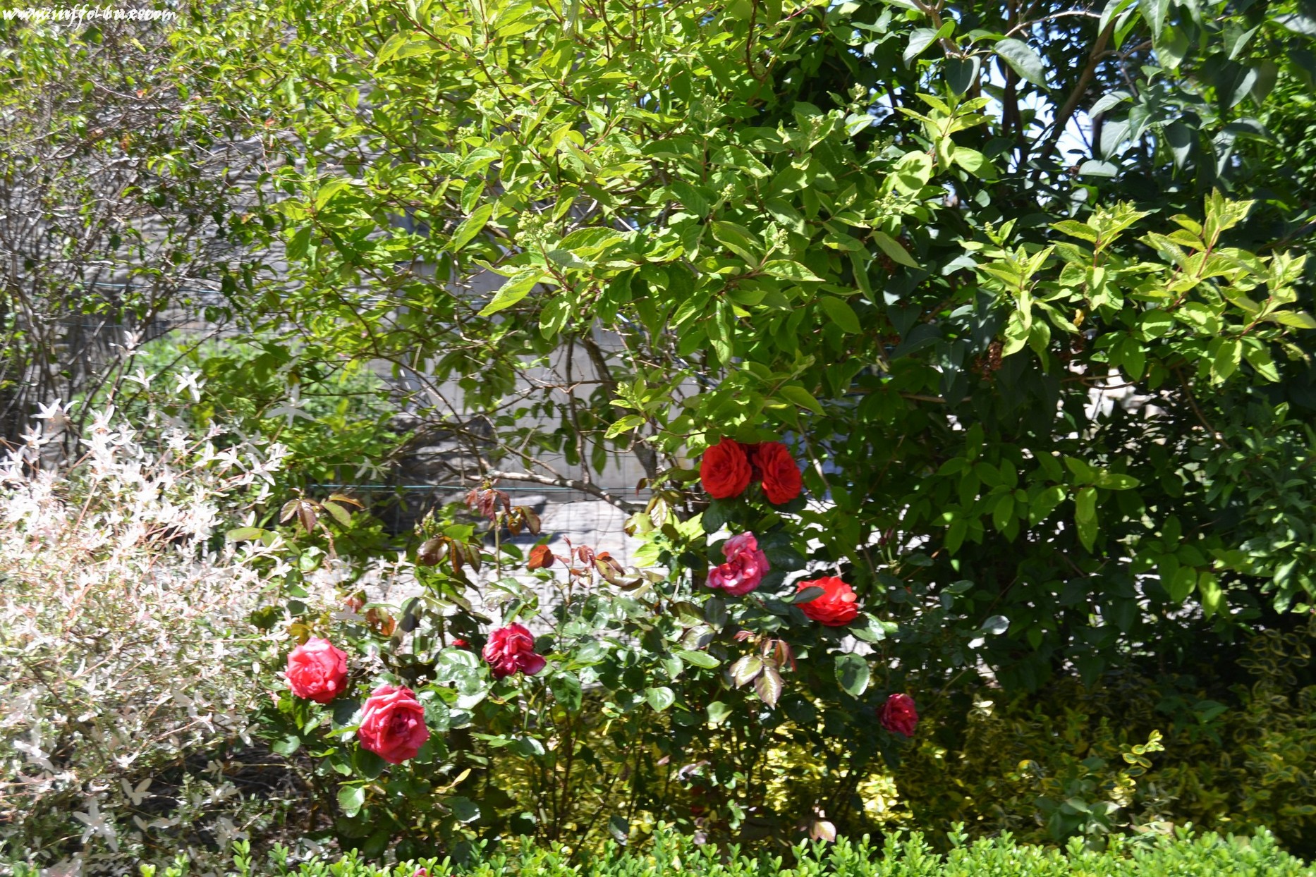 images/stories/PHOTOSREP/neufchateau/jardin1/aJardinen0002