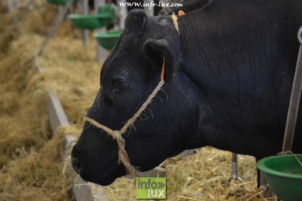 images/stories/PHOTOSREP/Libramont-Chevigny/Foire-libramont2/foirelibramont021