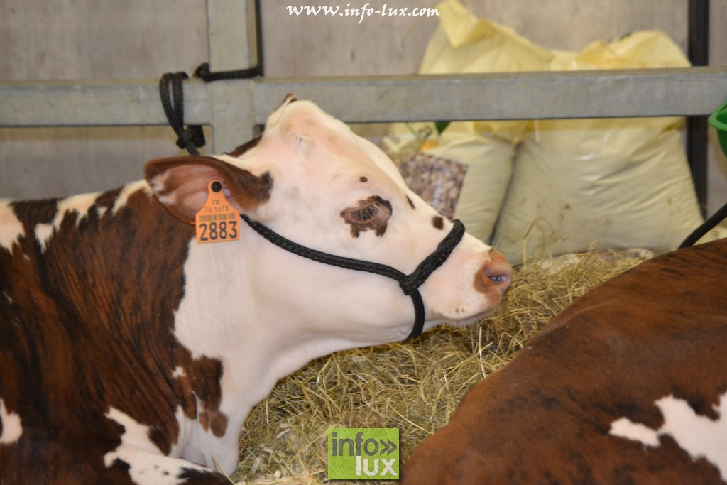 images/stories/PHOTOSREP/Libramont-Chevigny/Foire-libramont2/foirelibramont024