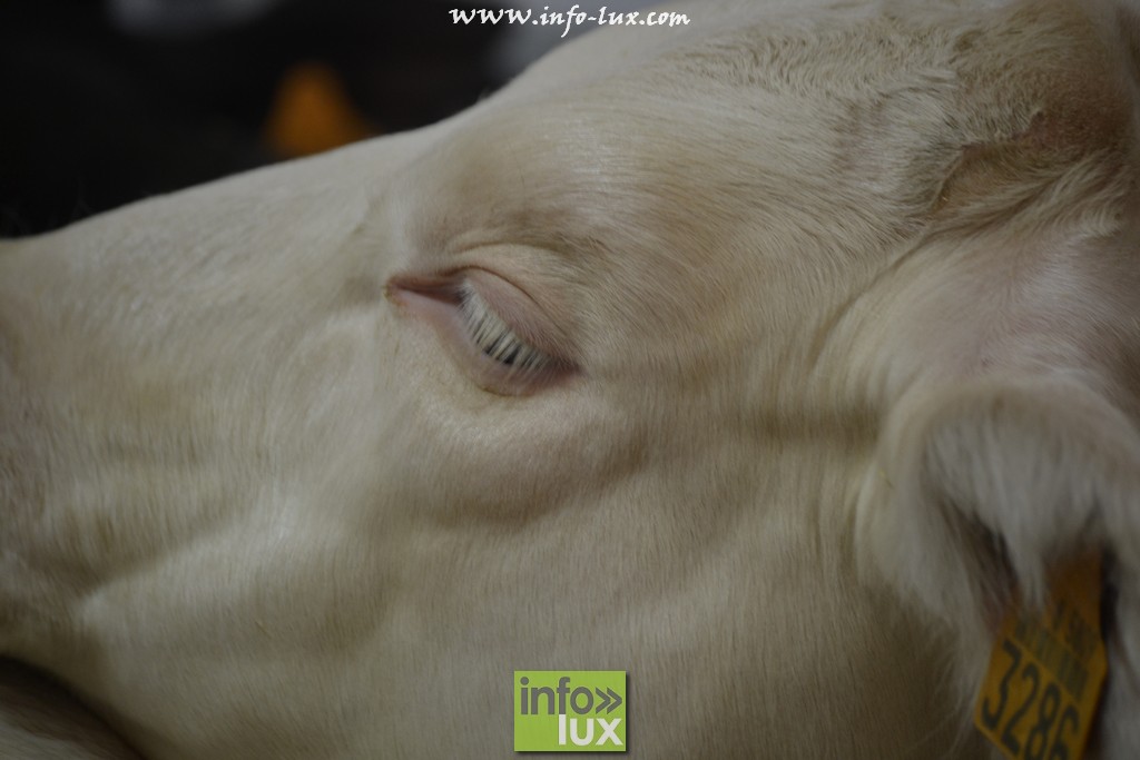 images/stories/PHOTOSREP/Libramont-Chevigny/Foire-libramont2/foirelibramont026