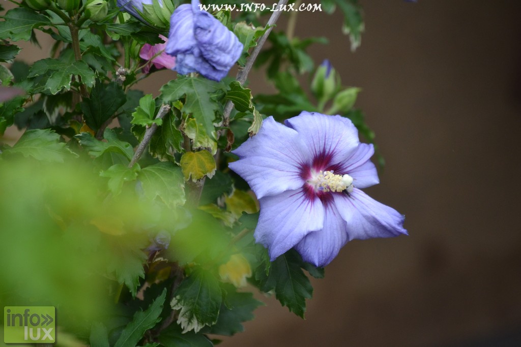 images/stories/PHOTOSREP/neufchateau/Marbay2/Marbay00009