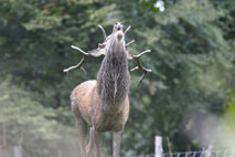 Brame cerf02