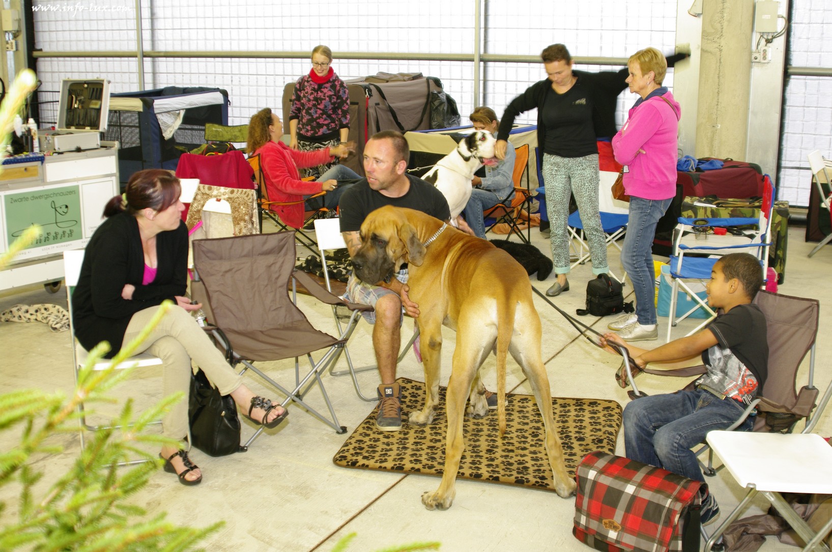 images/stories/PHOTOSREP/Libramont-Chevigny/chiens/expot007