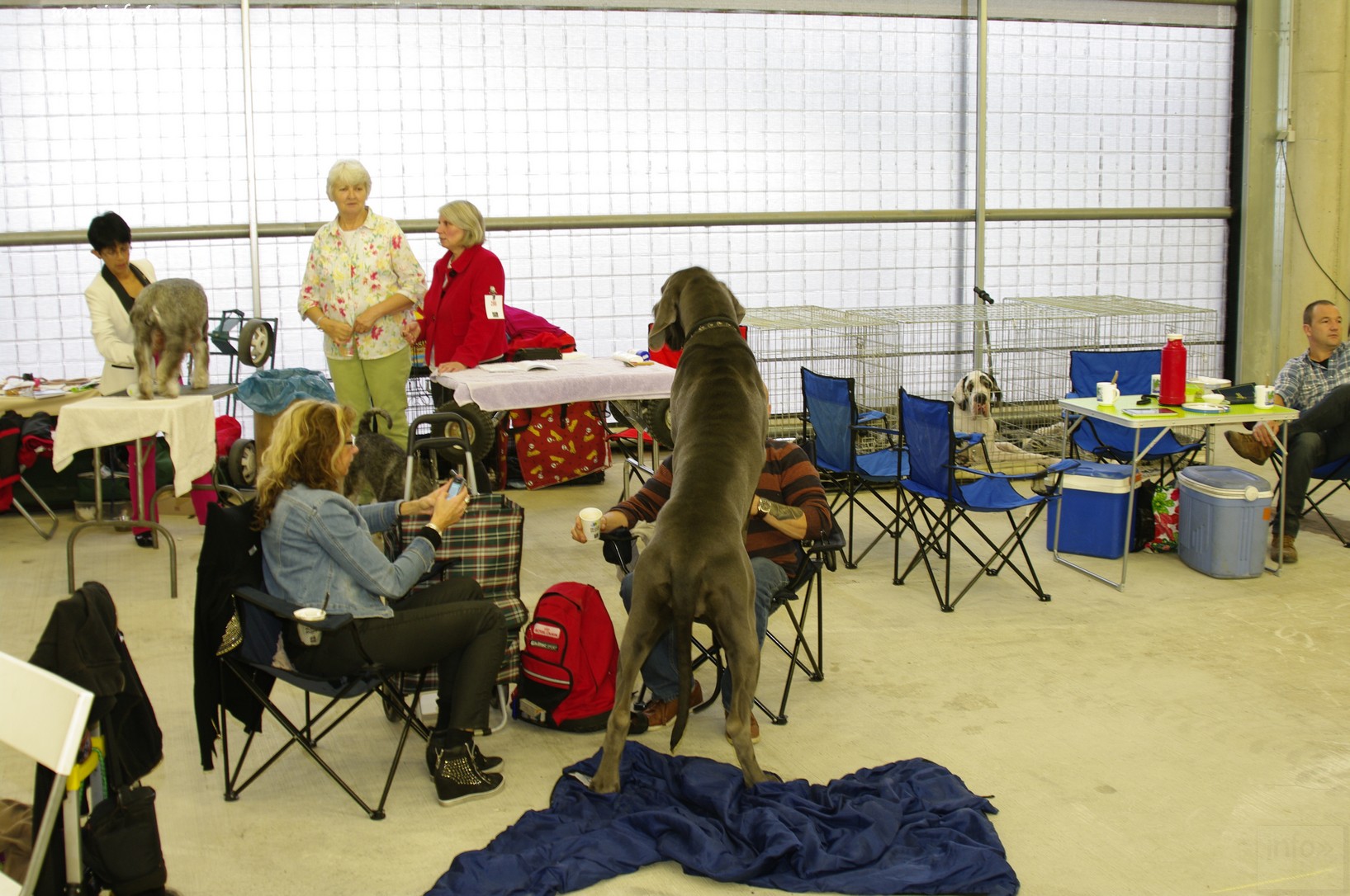 images/stories/PHOTOSREP/Libramont-Chevigny/chiens/expot008