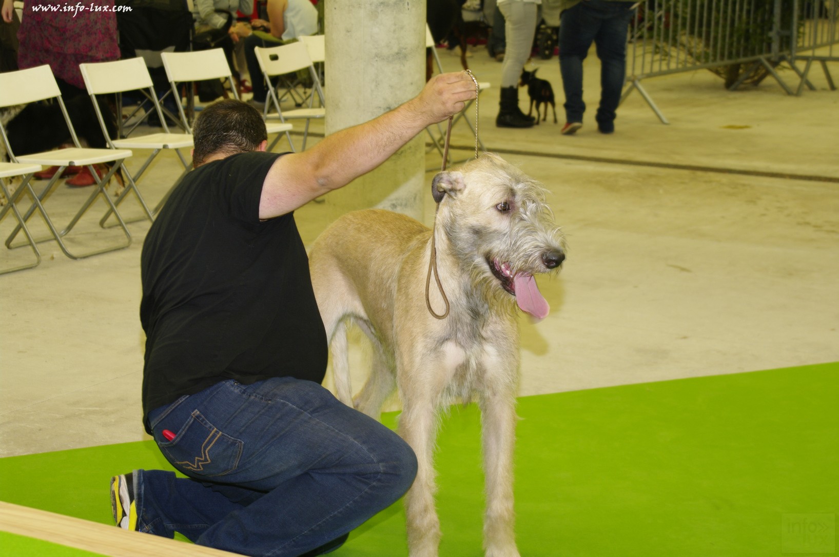 images/stories/PHOTOSREP/Libramont-Chevigny/chiens/expot009