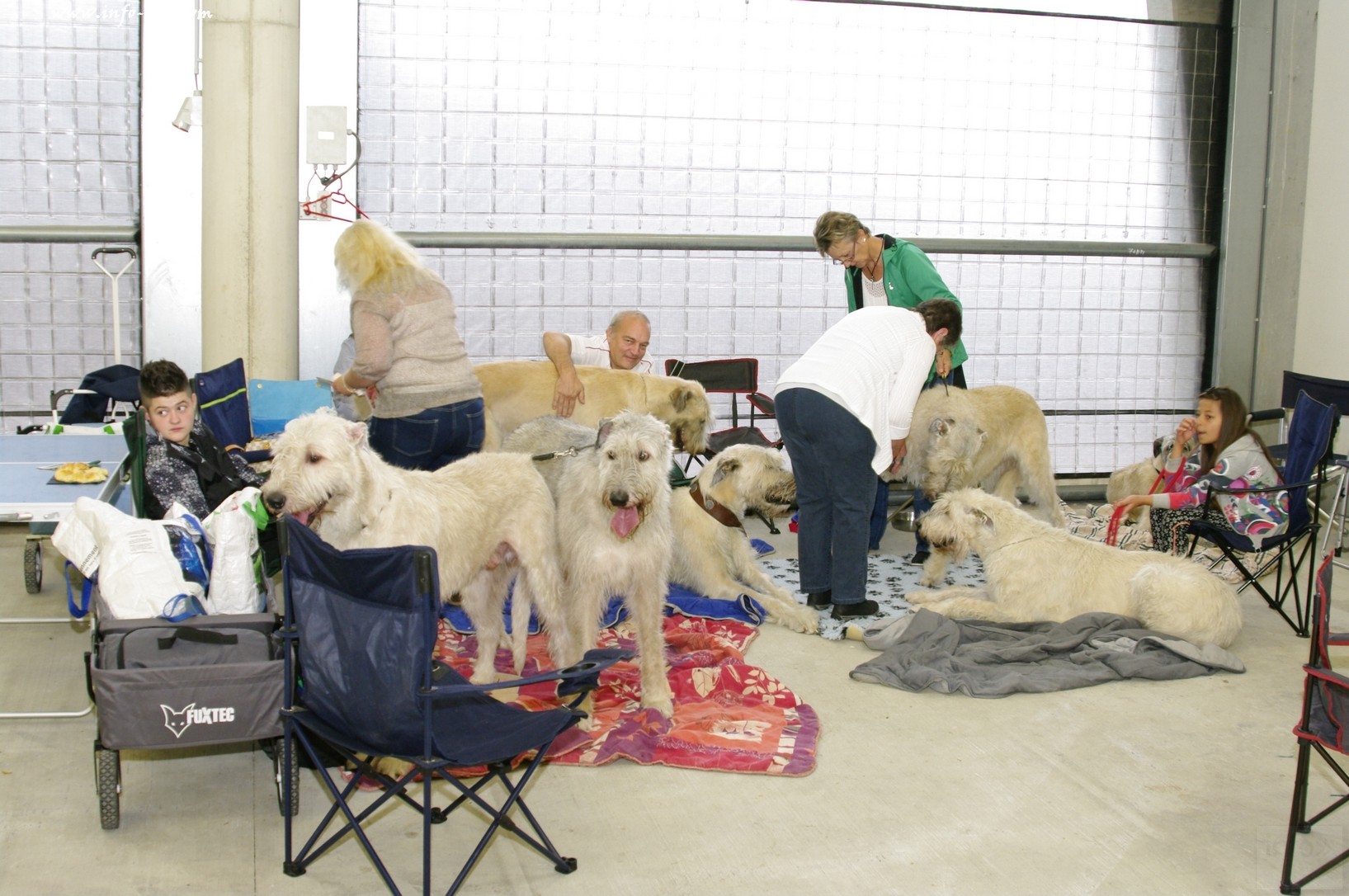 images/stories/PHOTOSREP/Libramont-Chevigny/chiens/expot010