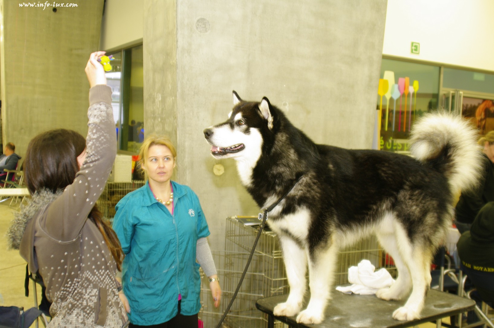 images/stories/PHOTOSREP/Libramont-Chevigny/chiens/expot011