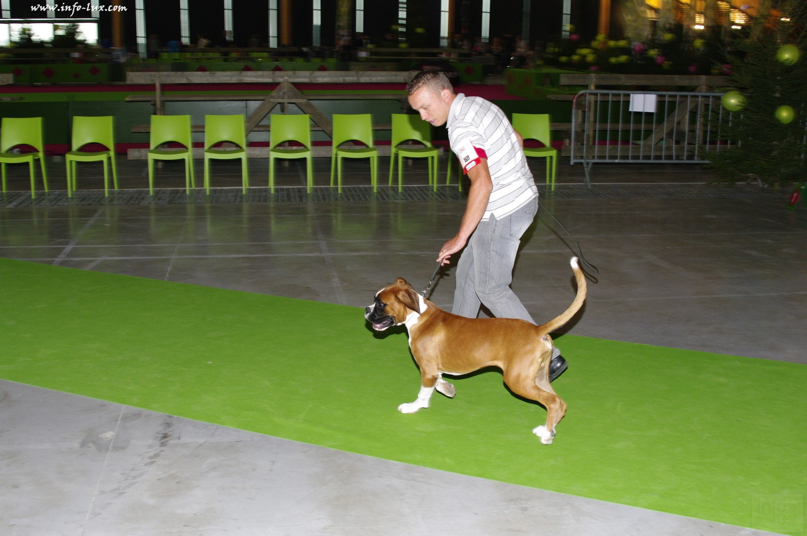 images/stories/PHOTOSREP/Libramont-Chevigny/chiens/expot014