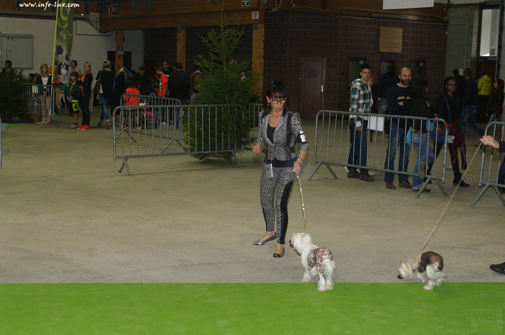 images/stories/PHOTOSREP/Libramont-Chevigny/chiens/expot017