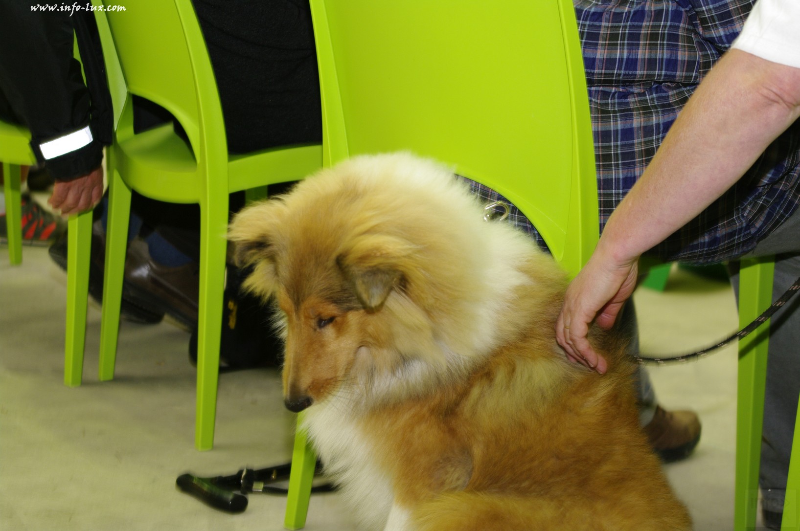 images/stories/PHOTOSREP/Libramont-Chevigny/chiens/expot019