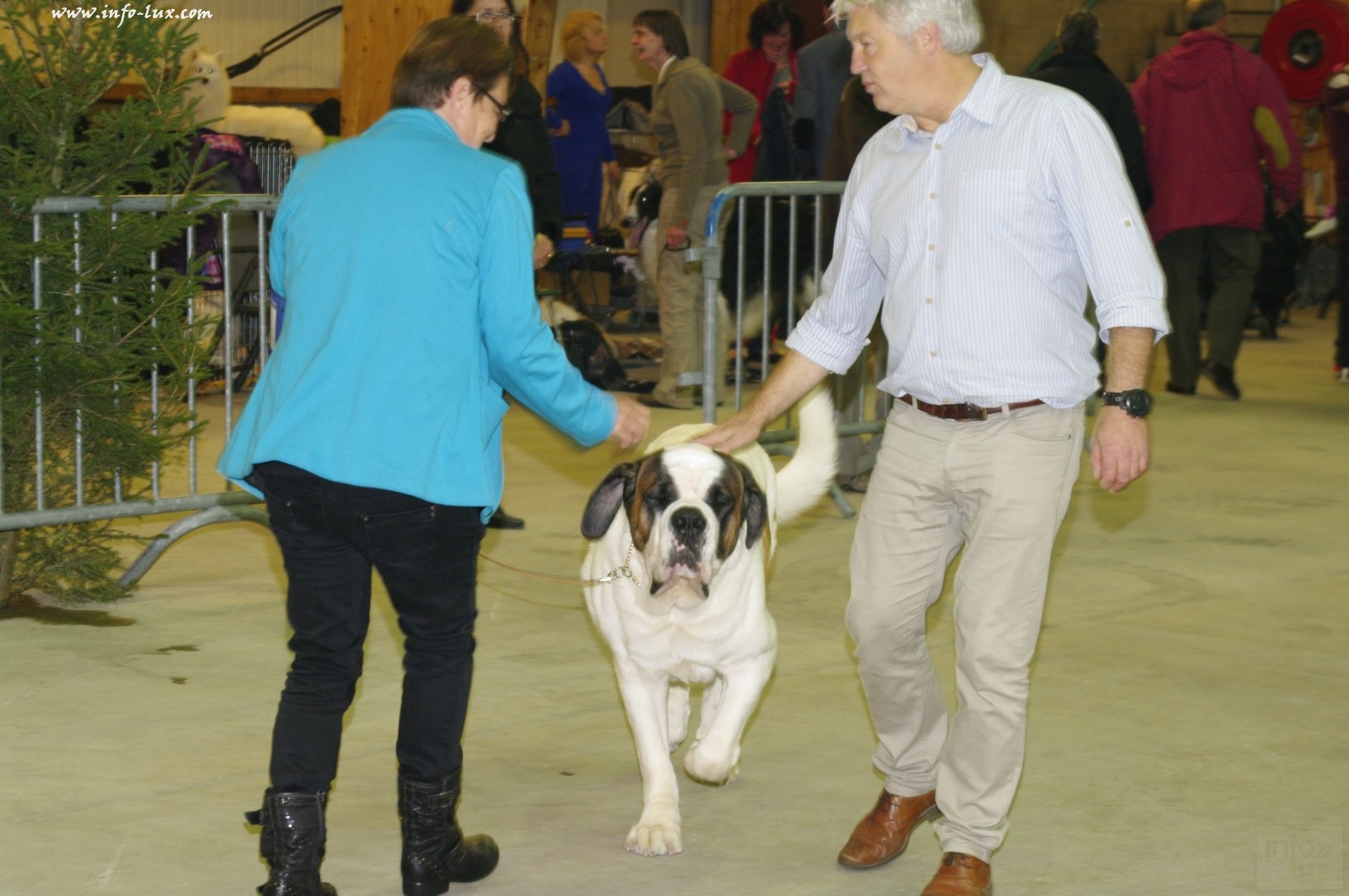 images/stories/PHOTOSREP/Libramont-Chevigny/chiens/expot023