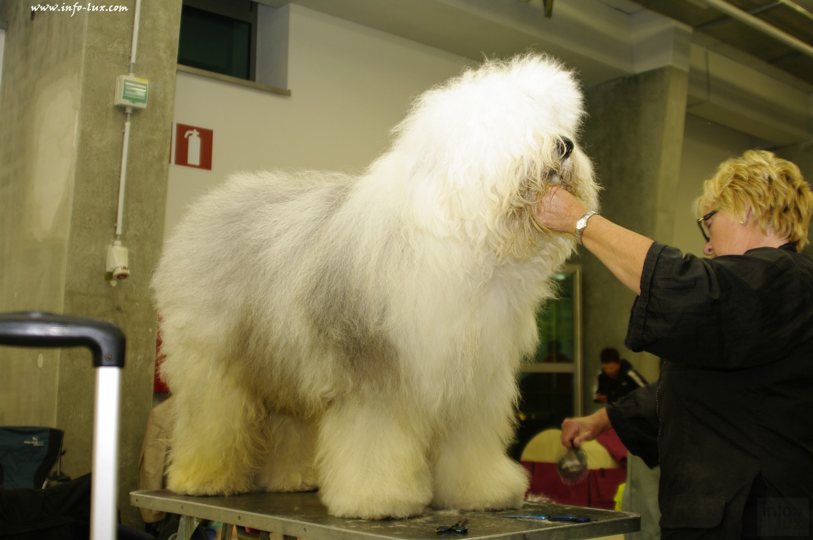 images/stories/PHOTOSREP/Libramont-Chevigny/chiens/expot026