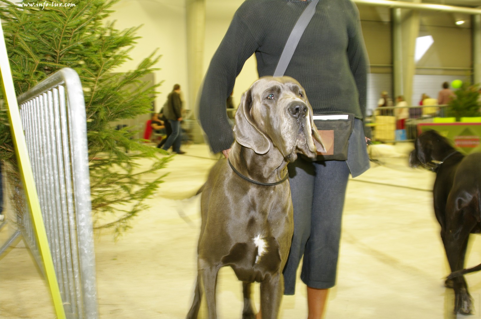 images/stories/PHOTOSREP/Libramont-Chevigny/chiens/expot029