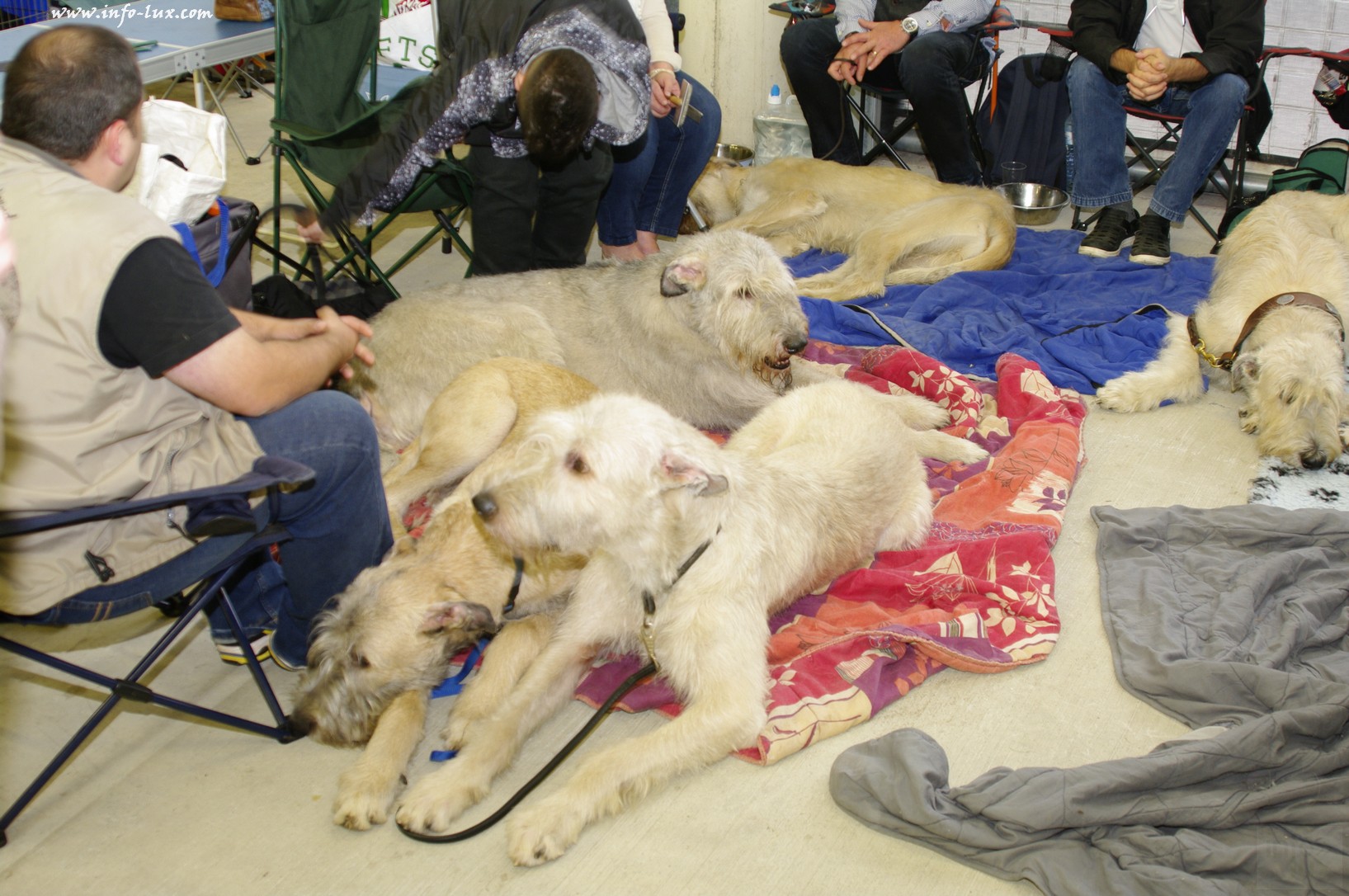 images/stories/PHOTOSREP/Libramont-Chevigny/chiens/expot032