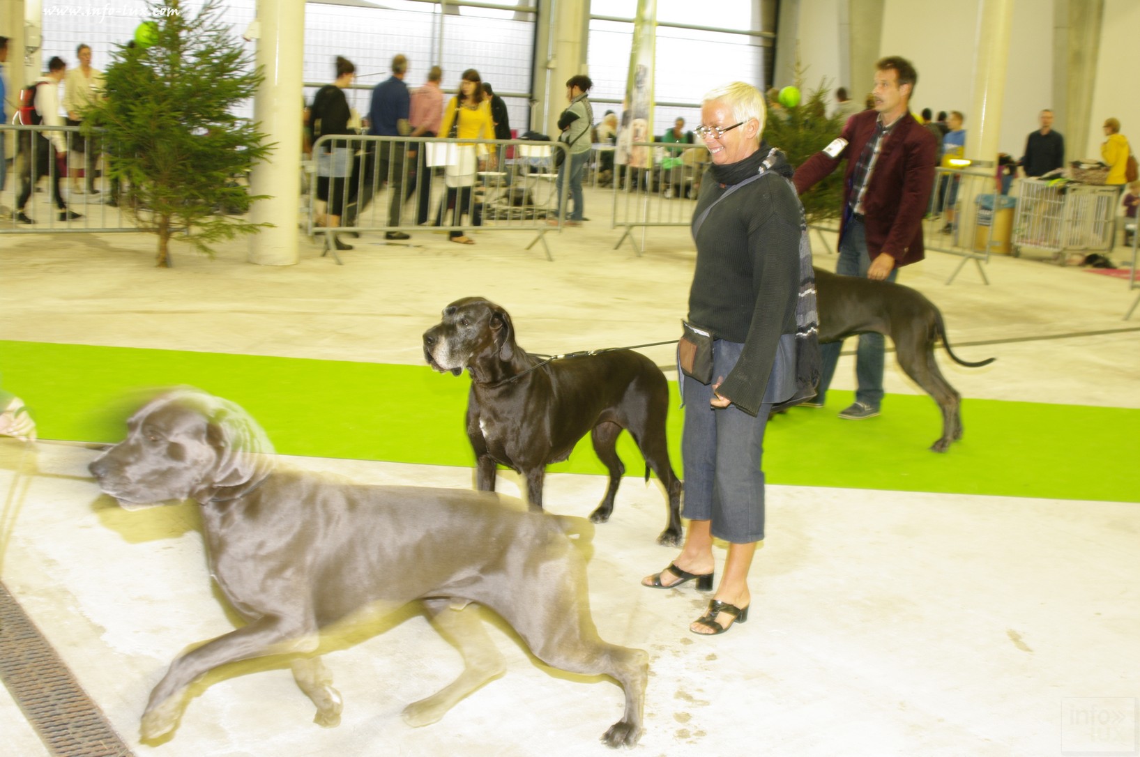 images/stories/PHOTOSREP/Libramont-Chevigny/chiens/expot033