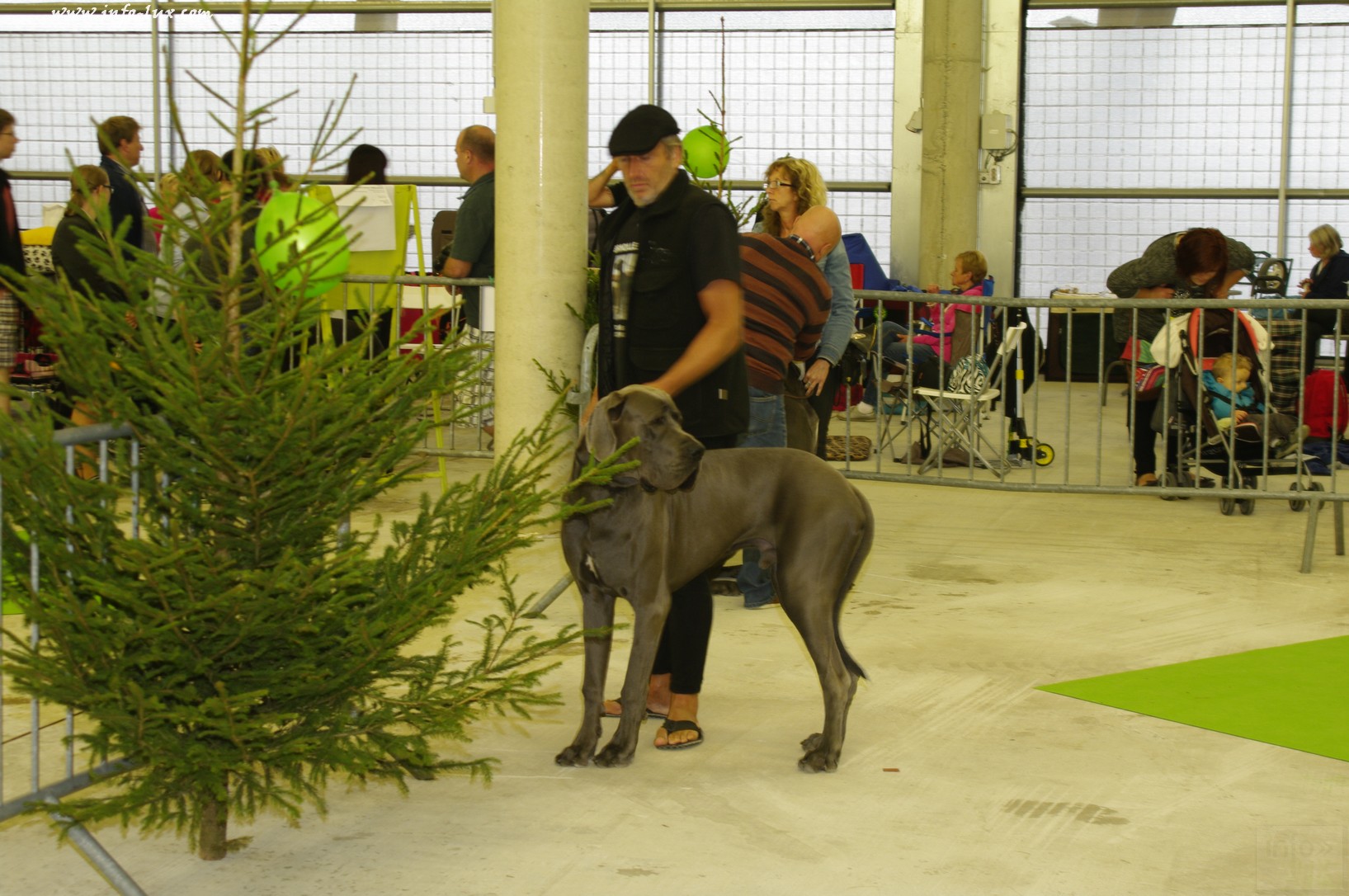 images/stories/PHOTOSREP/Libramont-Chevigny/chiens/expot034