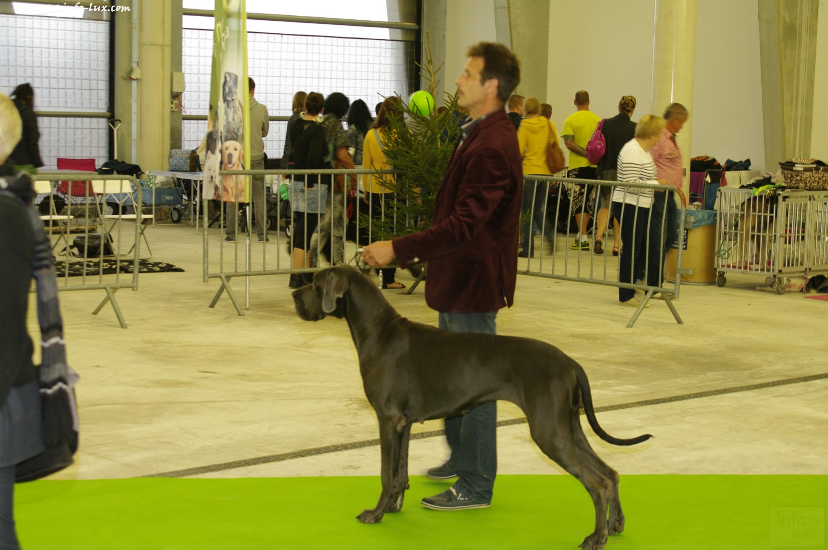images/stories/PHOTOSREP/Libramont-Chevigny/chiens/expot035