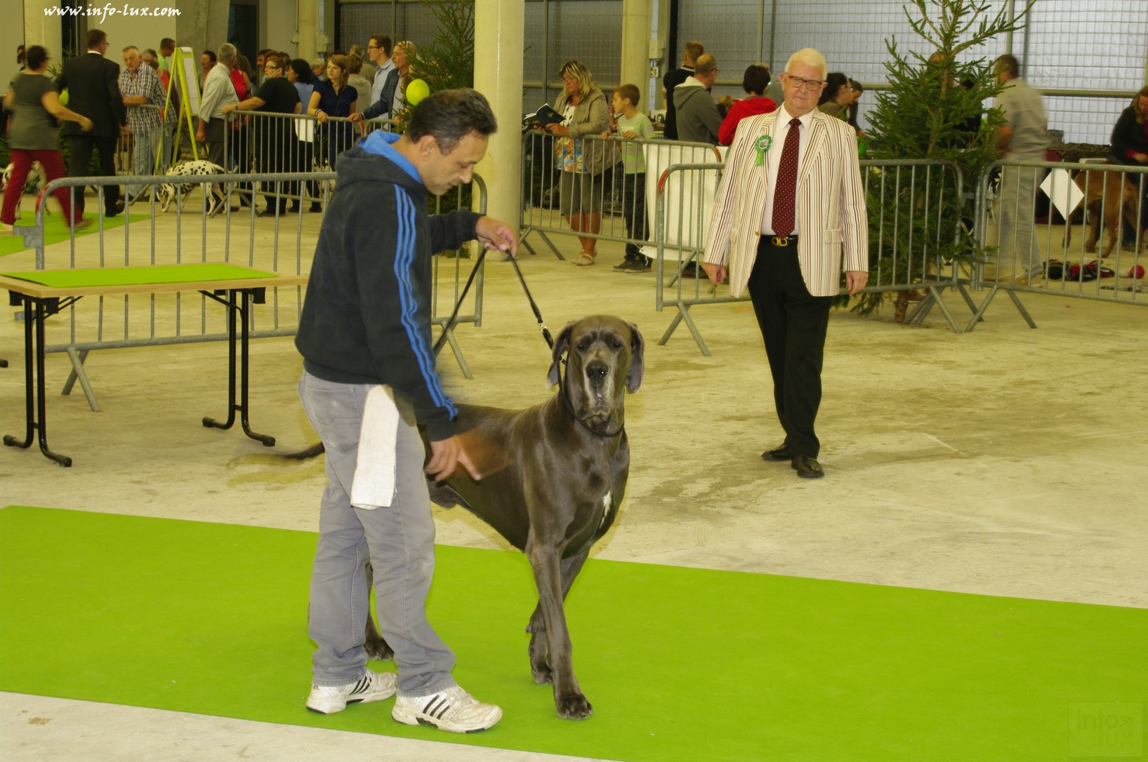 images/stories/PHOTOSREP/Libramont-Chevigny/chiens/expot038