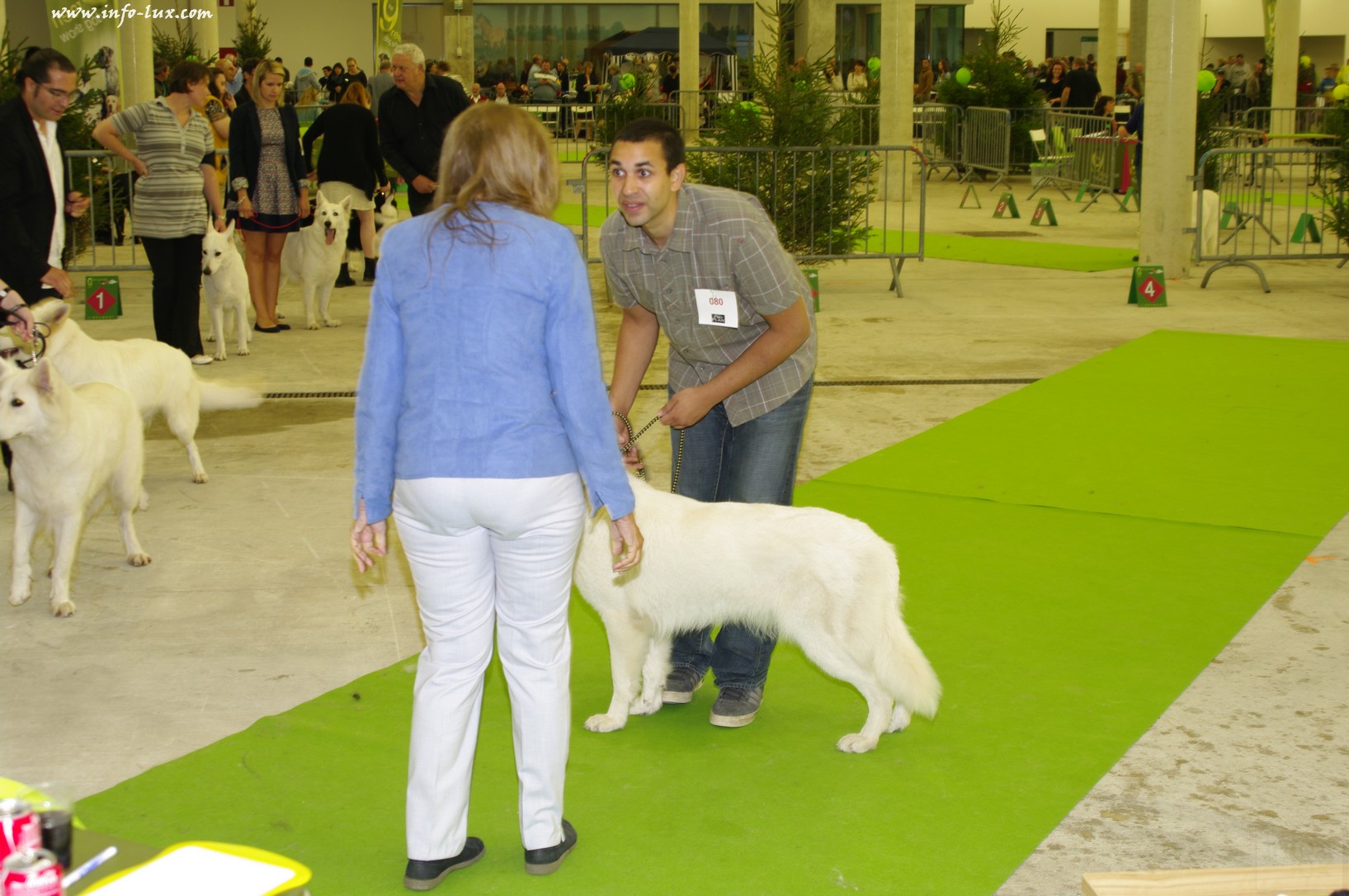 images/stories/PHOTOSREP/Libramont-Chevigny/chiens/expot041