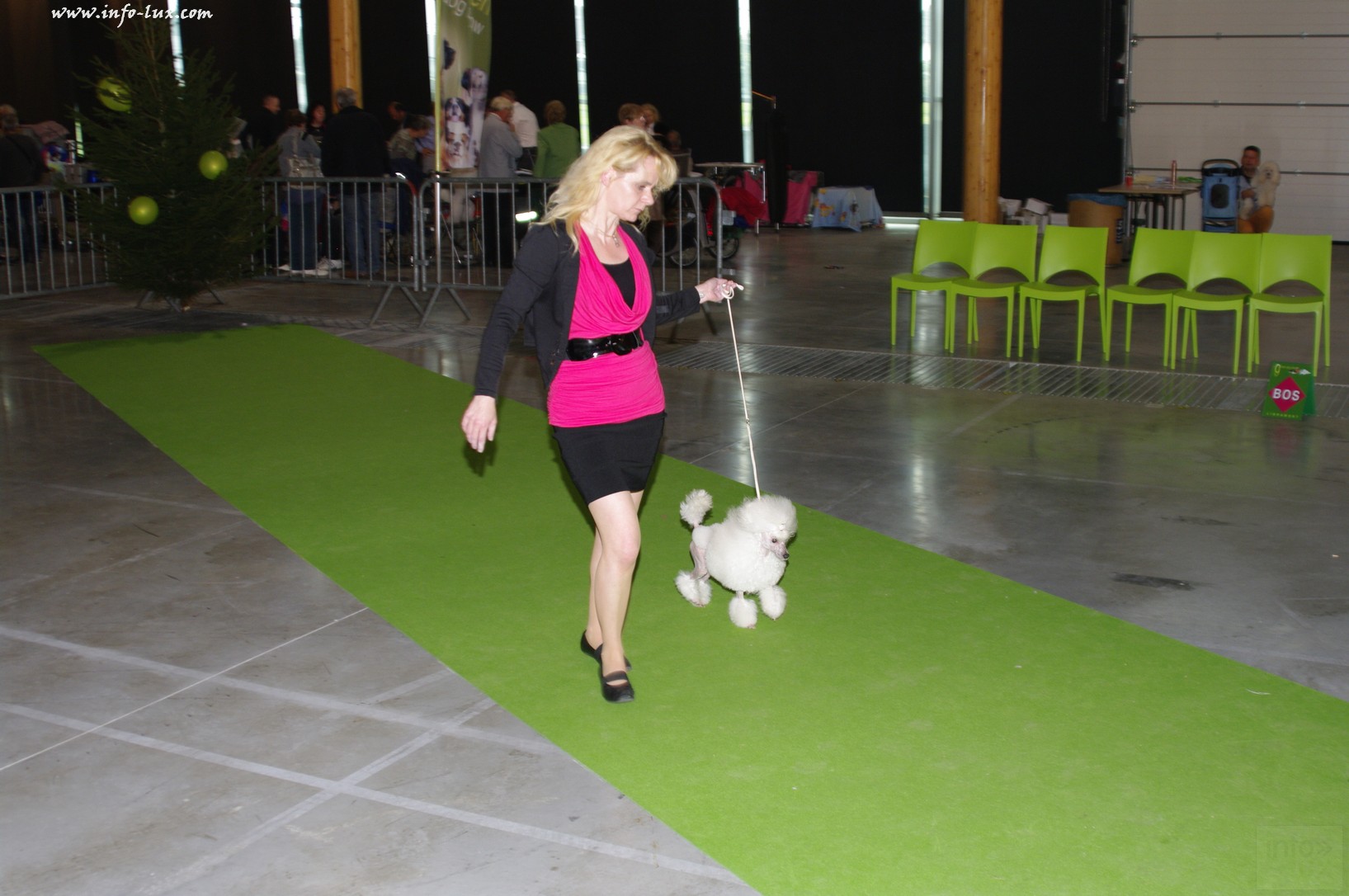 images/stories/PHOTOSREP/Libramont-Chevigny/chiens/expot060