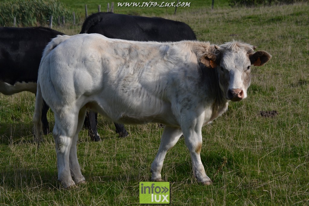 images/stories/PHOTOSREP/Leglise/gourmande/MArchej032