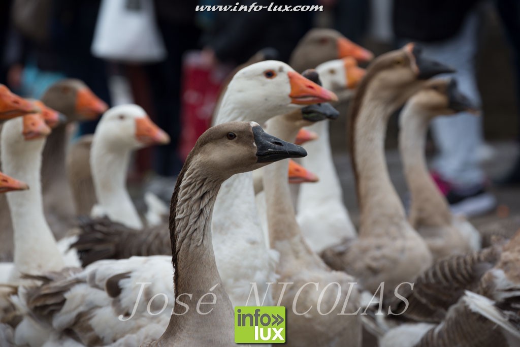 images/stories/PHOTOSREP/Arlon/2016Carnaval/Jose1/Arlon-Carna0040
