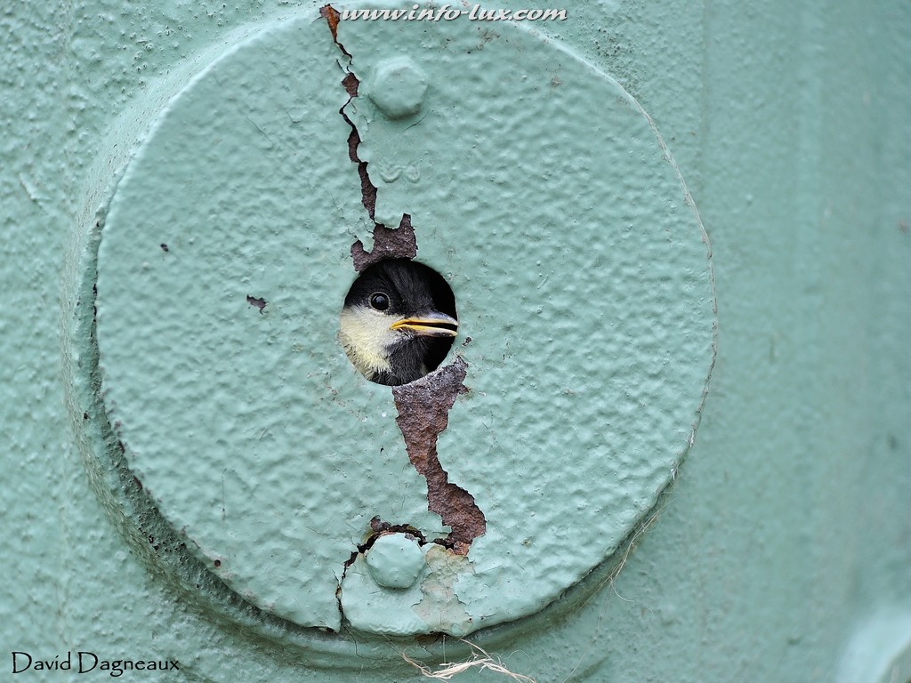 images/stories/PORTRAITS/Arlon/David/David020