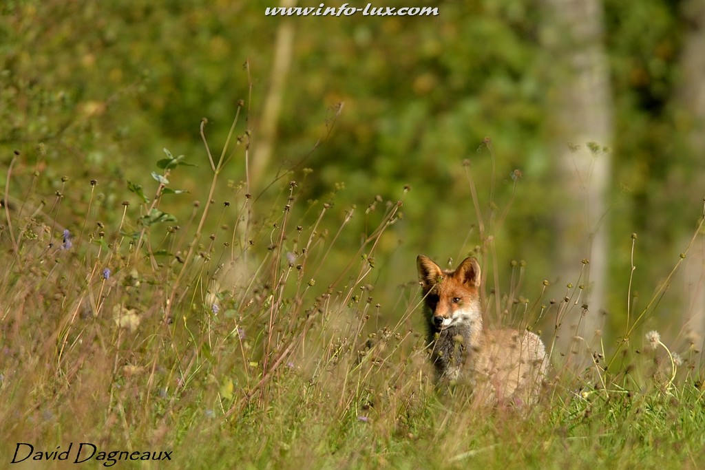 images/stories/PORTRAITS/Arlon/David/David035
