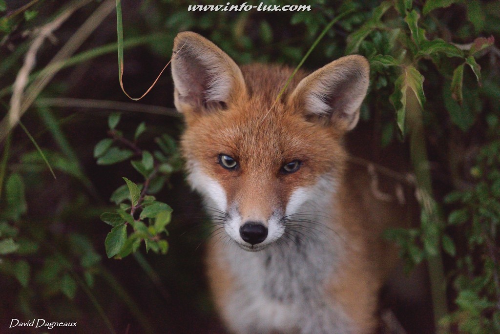 Dagneaux David Portrait d'un photographe animalier