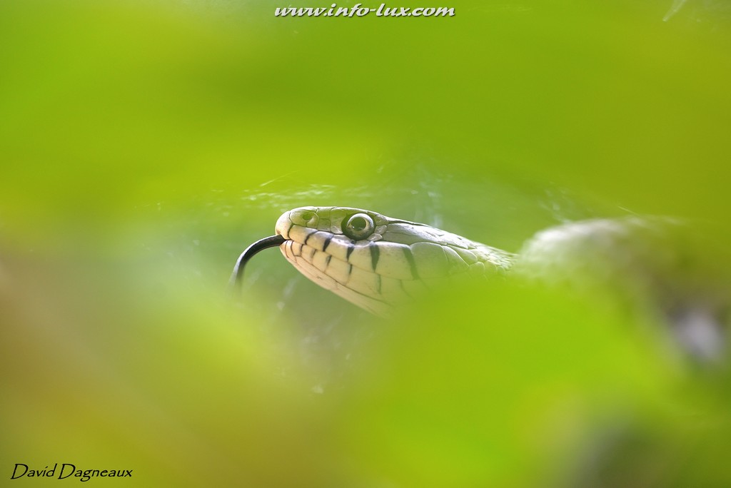 Dagneaux David Portrait d'un photographe animalier