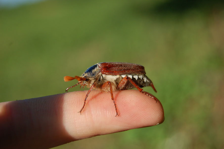 Balade Insectes 2