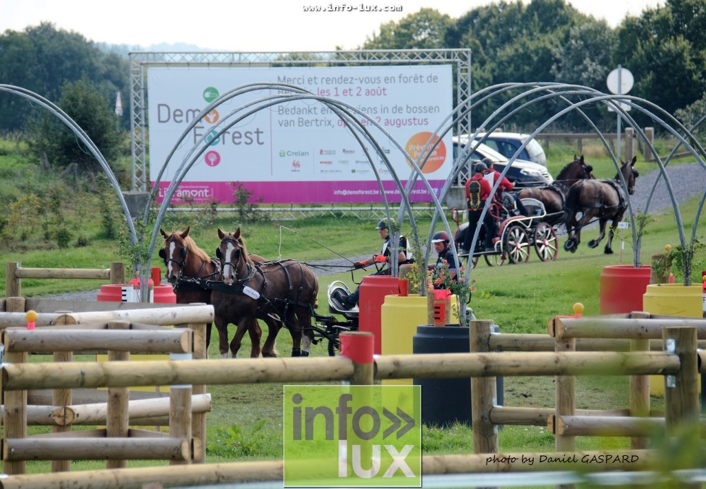 images/2017cheval1/infolux00006