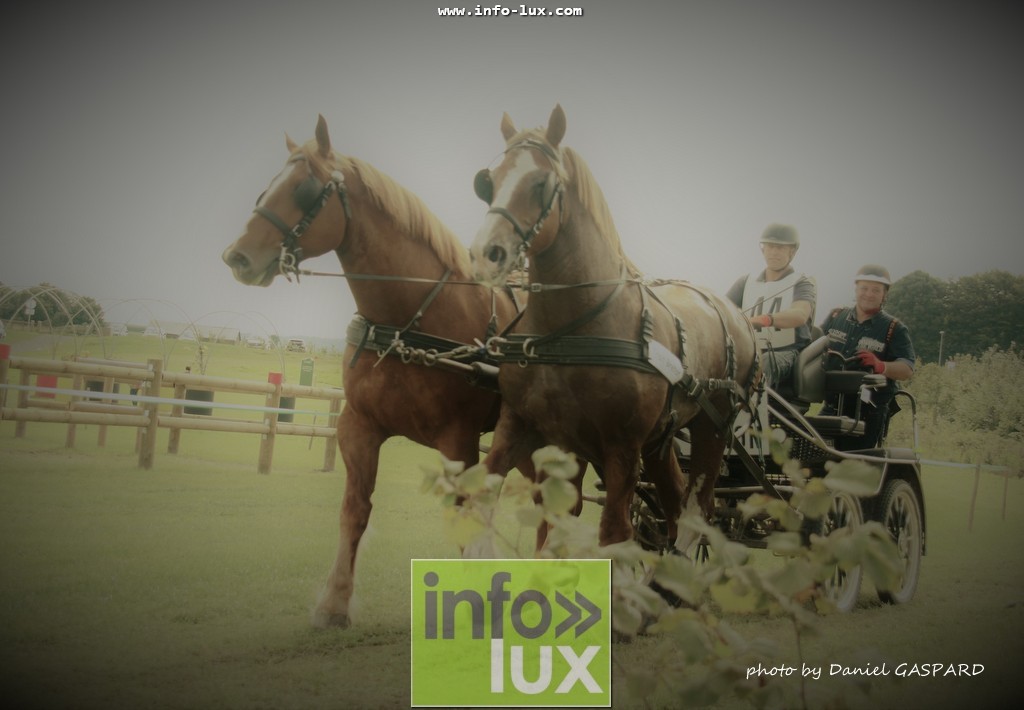images/2017cheval1/infolux00007