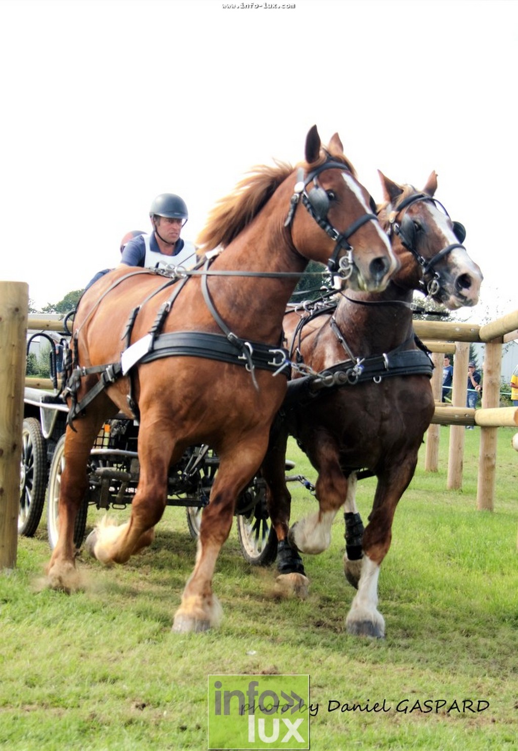 images/2017cheval1/infolux00008