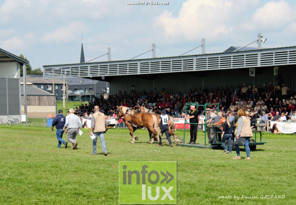 images/2017cheval1/infolux00013