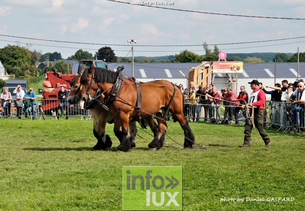 images/2017cheval1/infolux00014