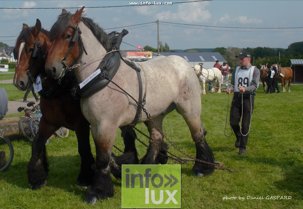 images/2017cheval1/infolux00016